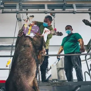 Machine d'abattage de vaches facile à installer pour la transformation de la viande halal transporter le prix de l'usine d'abattoir de bétail