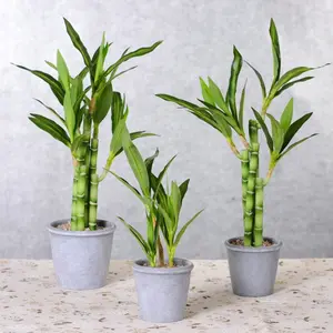 Plastic Artificial Lucky Bamboo Plants for Sale Plantas Artificiales Decoracion Plante Simulation Crafts