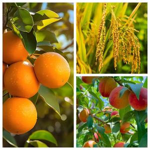 Fertilizante Agrícola EDTA ZnNa2 98% en Polvo CAS 14025-21-9, EDTA Disódico Quelado de Zinc para Pulverización Foliar y del Suelo - Product Image 2