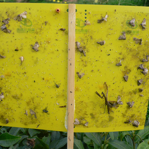 Feromona Superior <span class=keywords><strong>Empoasca</strong></span> Vitis, Líquido Atrayente, Pesticida Biológico para el Control de Plagas del Árbol del Té, Gestión de Plagas de Alta Eficiencia - Product Image 3