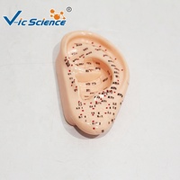 Modelo de Acupuntura Auricular de 13 cm, Modelo de Enseñanza de Puntos de Reflexología de PVC para Entrenamiento de Medicina Tradicional China, CE/ISO/ROHS/CNAS