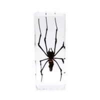 Modèle biologique de tarantule araignée, insecte réel dans un bloc de résine époxy, différentes tailles, fournitures scolaires, ressources pédagogiques, taxidermie