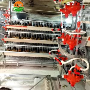 Yüksek mukavemetli otomatik besleme hattı ile a tipi katman tavuk kafesi 500 kuş galvanizli - Product Image 3