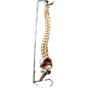 <span class=keywords><strong>Esqueleto</strong></span> de plástico para uso médico, modelo de columna anatómica, modelo de exhibición hospitalaria, para ciencia médica, modelos educativos, YL-126C - Product Image 2