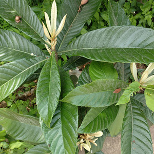 Grosir bubuk buah Loquat eribotra kualitas tinggi Harga Terbaik bubuk jus Loquat instan bubuk - Product Image 4