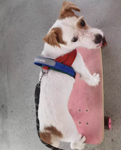 DUOMM 550 Set Harness anjing mewah warna-warni Logo silikon pegangan PU sesuai pesanan mode Harness anjing belakang - Product Image 5