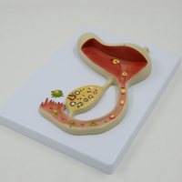 Modèle anatomique d'ovaires pour femmes, système de répétition, modèle d'anatomie, équipement éducatif, cadeau médical, fournitures d'enseignement