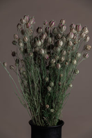 Vente en gros gousses de nigelle séchées naturelles pour décoration de vase de fête mariage