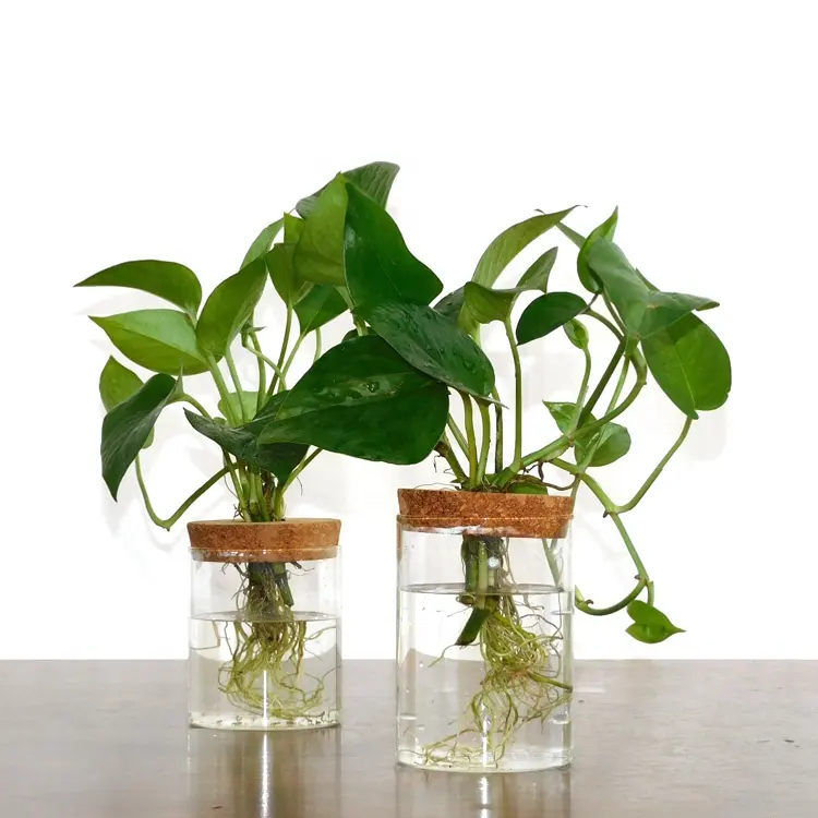 Plant Terrarium Propogation Bloembakken Home Tuin Kantoor Decor Met Deksel