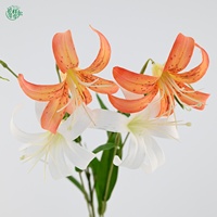 Lebensechte Künstliche Seiden-Lilienblumen 79cm Stiele mit Flecken für Heim-Hochzeitsdekoration Wohnzimmer Tischdekoration
