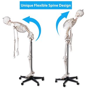 <span class=keywords><strong>Squelette</strong></span> humain grandeur nature <span class=keywords><strong>de</strong></span> 180 cm, enseignement médical et scientifique, formation, anatomie, PVC, plastique, Boneo Anatomico CE/ISO - Product Image 4