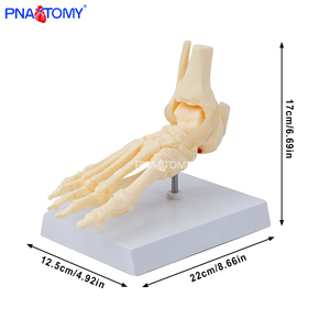 Modello di Piede e Caviglia a Grandezza Naturale 1:1, Scheletro del Piede per Scienza Medica, Modello Educativo Anatomico dell'Articolazione del Piede Umano - Product Image 1
