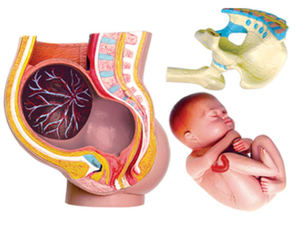 Modelo Educativo de ciencia médica de buena calidad para mujeres, modelo de anatomía del embarazo, hecho de material de PVC - Product Image 2