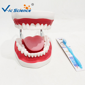 Modèle de brossage dentaire ; modèle pédagogique et de formation pour l'hygiène bucco-dentaire dans les écoles de médecine. - Product Image 1