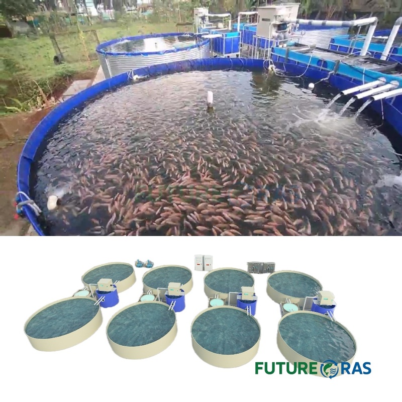 Tilapia Ras Fish Farming Outdoor Aquaculture