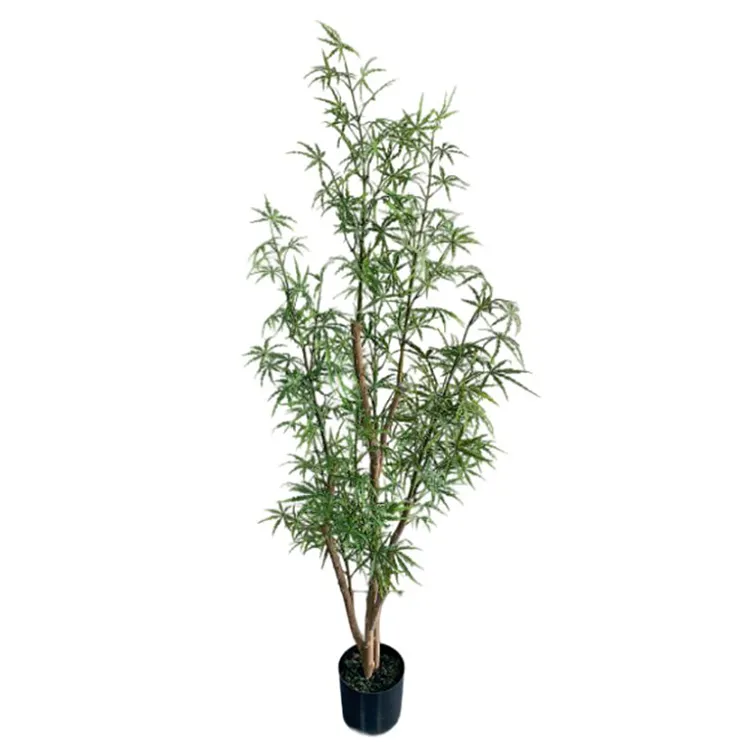 Toque real 160cm dizygotheca elegantissima, planta árvore maceta planta artificial para desenho, quarto, decoração arboles