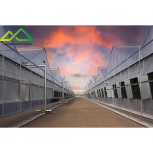 Full System Factory Price China Agricultural/Commercial Multi Span Glass Greenhouse with hydroponics