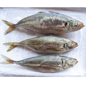 Chinesischer Export Gefrorene Ganze Makrele in Kartons Klasse A+ BQF IQF Hochwertige Proteinquelle - Product Image 1