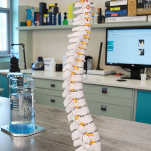 LY-012 humanos vértebra Lumbar modelo - Product Image 6