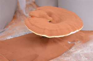 מזון כיתה Ganoderma מחזירת אור Spore שמן סין ריישי פטריות חיוני שמן לחיזוק חסינות - Product Image 3