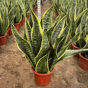 Proveedor de Bonsáis de Orquídeas Tigre Naturales y Modernas para Interiores, Sansevieria Real, Planta de Serpiente Verde y Amarilla en Maceta - Product Image 1