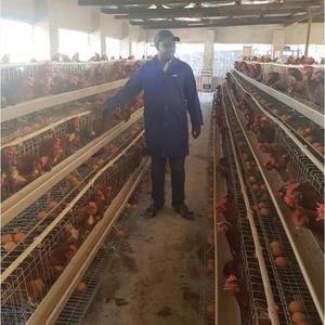 Jaula <span class=keywords><strong>para</strong></span> <span class=keywords><strong>gallinas</strong></span> ponedoras <span class=keywords><strong>de</strong></span> huevos, galvanizada por inmersión en caliente, <span class=keywords><strong>para</strong></span> granjas avícolas - Product Image 5