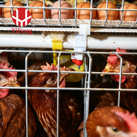 Cage à poulets de type A, cage automatique à batterie, 4 niveaux, collecte des œufs, convoyeur à fumier, abreuvoir à tétine, acier galvanisé, 3 niveaux