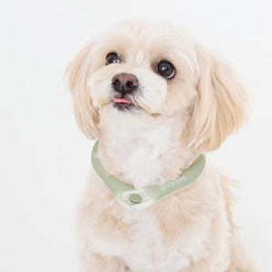 Collar Refrigerante para Mascotas, Reutilizable, Duradero, Portátil, Ligero, de TPU+PCM, para Perros/Gatos, Tendencia 2026 |   Anti-Desmotivación - Product Image 2