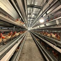 Cage à poulets à 4 niveaux pour pondeuses - Système de cages commerciales pour poulets en Afrique - Cage pour 1000 poulets pondeuses