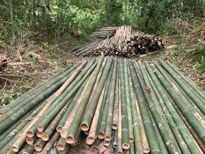Bulk Bamboo Poles Construction Structural <b>Canes</b> Large Diameter For Commercial Building Use - Product Image 6