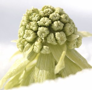 Extracto de <span class=keywords><strong>Petasites</strong></span> Japonicus, Petasina 15%, Extracto de Butterbur 10:1, Extracto de <span class=keywords><strong>Petasites</strong></span> Hybridus - Product Image 3