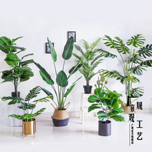 GS03-08001A venta al por mayor, precio de fábrica, ombre kwai de cola de pescado de <span class=keywords><strong>palm</strong></span> <span class=keywords><strong>dypsis</strong></span> lutescens - Product Image 4