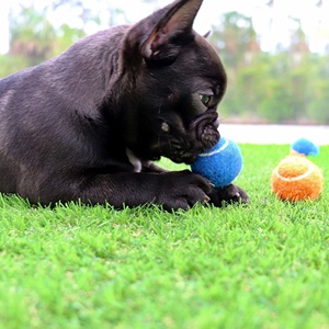 Jouets de tennis durables pour animaux de compagnie, cadeau pour animaux, logo personnalisé, balles de tennis couineuses pour chiens pour l'entraînement - Product Image 3