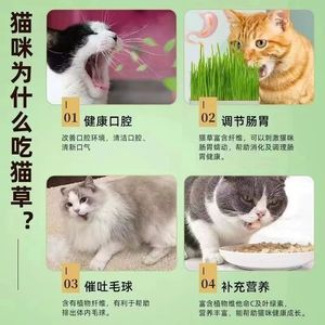 Plantas de hierba para gatos en maceta, listas para comer, ya cultivadas, cultivadas en suelo de trigo, suelo nutritivo, hidroponía, 4 macetas - Product Image 2
