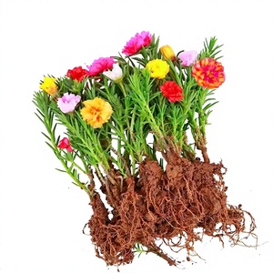 Plántulas de <span class=keywords><strong>Portulaca</strong></span> de <span class=keywords><strong>Doble</strong></span> Pétalo con Raíces en Macetas, Modelo 691, Vegetación Perenne para Balcón/Patio Exterior, Fácil de Cultivar - Product Image 1