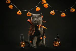 Nouveau collier pour chat ou chien en tricot à la main, personnalisé, solide, moderne, classique, drôle, original, en forme de citrouille, pour Halloween - Product Image 2