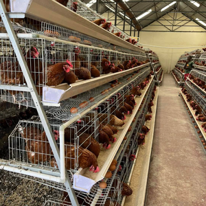 Haute qualité 3/4 niveaux 4 portes couche poulet Cage un Type batterie Cages oeufs pondeuses poules à vendre élevage de volaille - Product Image 1