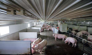 RG-가축 농장 돼지 가금류 염소 양 pp 슬레이트 바닥 플라스틱 판금 바닥 - Product Image 5