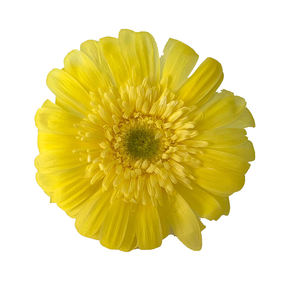 Margaritas naturales de color africano, <span class=keywords><strong>Gerbera</strong></span>, <span class=keywords><strong>jamesonii</strong></span>, bolo, flor de sol decorativa, flor de Margarita preservada - Product Image 1