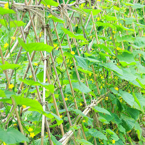 Étagère <span class=keywords><strong>en</strong></span> treillis de bambou, pôle <span class=keywords><strong>en</strong></span> bambou fini pour plantes, économique, vente <span class=keywords><strong>en</strong></span> gros - Product Image 4