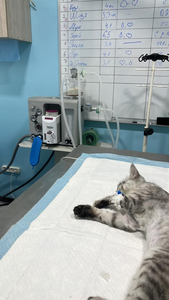 Máquina de anestesia veterinaria barata portátil para caballos, gatos, perros, clínicas de mascotas, máquina anestésica - Product Image 6