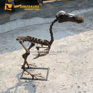 MY DINO AS-049 Squelette d'oiseau <span class=keywords><strong>Dodo</strong></span> Animal préhistorique éducatif - Product Image 4