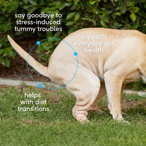 Campuran Prebiotik dan Probiotik yang Ampuh untuk Kesehatan Usus, Suplemen Bubuk Probiotik Anjing Label Pribadi, Suplemen Perawatan Kesehatan Hewan Peliharaan - Product Image 2