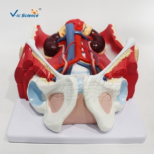 Modèle anatomique du système urinaire masculin en PVC pour l'enseignement et la formation en <span class=keywords><strong>urologie</strong></span> des facultés de médecine CE/ISO/ROHS/CNAS - Product Image 3