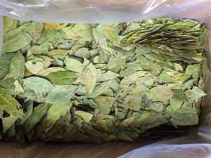 Foglie di <span class=keywords><strong>Alloro</strong></span> - Product Image 2