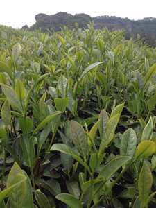 Dancong Phoenix DanCong <span class=keywords><strong>Huang</strong></span> DanCong <span class=keywords><strong>Ya</strong></span> Xiang Dancong Tea ชาอูหลง - Product Image 5