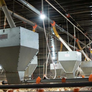 Gia cầm Nhà Trắng Slatted Grating đổ đá đen lưới sàn Mat hệ thống nhựa gà sàn cho Gà Thịt trang trại - Product Image 3