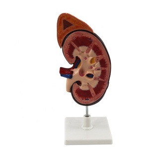 Modelo de riñón humano con glándula adrenal, material de buena calidad, para enseñanza anatómica, tamaño real - Product Image 1