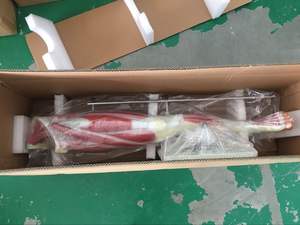 ए 1102 pvc कम अंग मांसपेशियों की संरचना शारीरिक मॉडल चिकित्सा स्कूल के अध्ययन के लिए स्पष्ट उपस्थिति पैर की मांसपेशियों मॉडल - Product Image 4