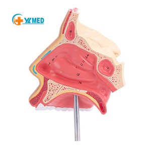 चिकित्सा प्रशिक्षण के लिए नाक गुहा बैंड ब्रैकेट नाक गुहा बैंड ब्रैकेट के साथ ब्रैकेट - Product Image 1